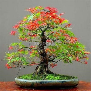 Real Japanese Ghost Blue Maple bonsais Rare Balcony Bonsai Tree plants for home garden 20 pcs Free Shipping