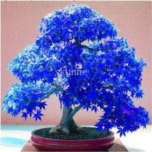 Load image into Gallery viewer, Real Japanese Ghost Blue Maple bonsais Rare Balcony Bonsai Tree plants for home garden 20 pcs Free Shipping