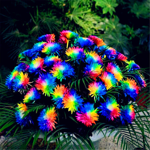 Lowest Price!200pcs/bag rainbow daisy flores,chrysanthemum plantas,bonsai flower plante,beautiful potted plants for home garden,