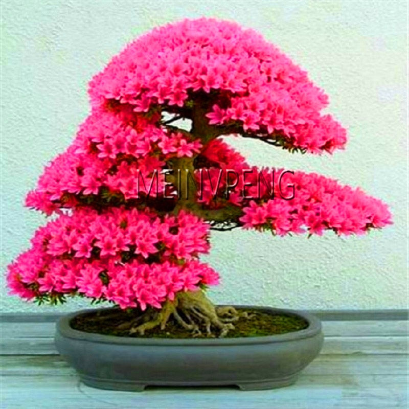 Loss Promotion!rare japanese sakura Plantas cherry blossom Flores Bonsai plants for home & garden 10 Planten,#SF4MQE