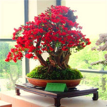 Load image into Gallery viewer, Loss Promotion!rare japanese sakura Plantas cherry blossom Flores Bonsai plants for home &amp; garden 10 Planten,#SF4MQE