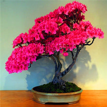 Load image into Gallery viewer, Loss Promotion!rare japanese sakura Plantas cherry blossom Flores Bonsai plants for home &amp; garden 10 Planten,#SF4MQE