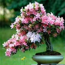 Load image into Gallery viewer, Loss Promotion!rare japanese sakura Plantas cherry blossom Flores Bonsai plants for home &amp; garden 10 Planten,#SF4MQE