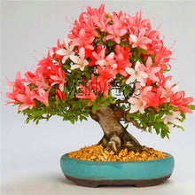 Load image into Gallery viewer, Loss Promotion!rare japanese sakura Plantas cherry blossom Flores Bonsai plants for home &amp; garden 10 Planten,#SF4MQE