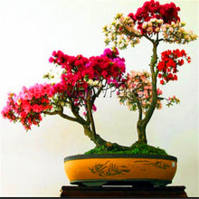 Load image into Gallery viewer, Loss Promotion!rare japanese sakura Plantas cherry blossom Flores Bonsai plants for home &amp; garden 10 Planten,#SF4MQE
