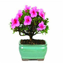 Load image into Gallery viewer, Loss Promotion!rare japanese sakura Plantas cherry blossom Flores Bonsai plants for home &amp; garden 10 Planten,#SF4MQE