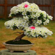 Load image into Gallery viewer, Loss Promotion!rare japanese sakura Plantas cherry blossom Flores Bonsai plants for home &amp; garden 10 Planten,#SF4MQE