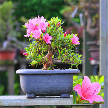 Load image into Gallery viewer, Loss Promotion!rare japanese sakura Plantas cherry blossom Flores Bonsai plants for home &amp; garden 10 Planten,#SF4MQE