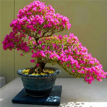 Load image into Gallery viewer, Loss Promotion!rare japanese sakura Plantas cherry blossom Flores Bonsai plants for home &amp; garden 10 Planten,#SF4MQE