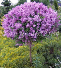 Load image into Gallery viewer, 100 Pcs/Bag Bonsai Lilac Bonsai Japanese Lilac (Extremely Fragrant)Clove Flower Bonsai Lilac Trees Outdoor Plant for Home Garden