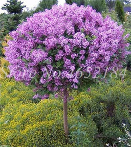 100 Pcs/Bag Bonsai Lilac Bonsai Japanese Lilac (Extremely Fragrant)Clove Flower Bonsai Lilac Trees Outdoor Plant for Home Garden