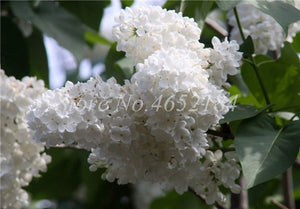 100 Pcs/Bag Bonsai Lilac Bonsai Japanese Lilac (Extremely Fragrant)Clove Flower Bonsai Lilac Trees Outdoor Plant for Home Garden