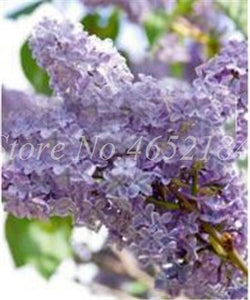 100 Pcs/Bag Bonsai Lilac Bonsai Japanese Lilac (Extremely Fragrant)Clove Flower Bonsai Lilac Trees Outdoor Plant for Home Garden