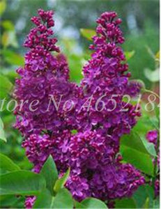 100 Pcs/Bag Bonsai Lilac Bonsai Japanese Lilac (Extremely Fragrant)Clove Flower Bonsai Lilac Trees Outdoor Plant for Home Garden