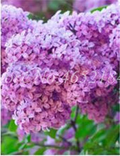 Load image into Gallery viewer, 100 Pcs/Bag Bonsai Lilac Bonsai Japanese Lilac (Extremely Fragrant)Clove Flower Bonsai Lilac Trees Outdoor Plant for Home Garden