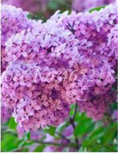 100 Pcs/Bag Bonsai Lilac Bonsai Japanese Lilac (Extremely Fragrant)Clove Flower Bonsai Lilac Trees Outdoor Plant for Home Garden