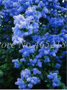 100 Pcs/Bag Bonsai Lilac Bonsai Japanese Lilac (Extremely Fragrant)Clove Flower Bonsai Lilac Trees Outdoor Plant for Home Garden