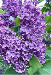 100 Pcs/Bag Bonsai Lilac Bonsai Japanese Lilac (Extremely Fragrant)Clove Flower Bonsai Lilac Trees Outdoor Plant for Home Garden