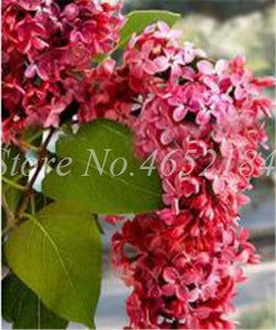 100 Pcs/Bag Bonsai Lilac Bonsai Japanese Lilac (Extremely Fragrant)Clove Flower Bonsai Lilac Trees Outdoor Plant for Home Garden