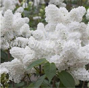 100 Pcs/Bag Bonsai Lilac Bonsai Japanese Lilac (Extremely Fragrant)Clove Flower Bonsai Lilac Trees Outdoor Plant for Home Garden